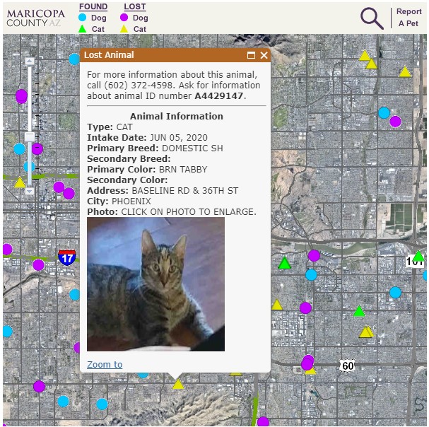 interactive lost pet map